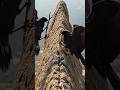 Cliffside Nest Construction Under Brutal Wind | Satisfying Timelapse #shorts #short