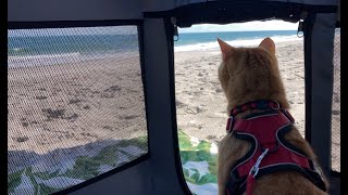 Cat’s Ocean View @mrmilosadventures by Mr. Milo's Adventures 44 views 2 months ago 16 seconds