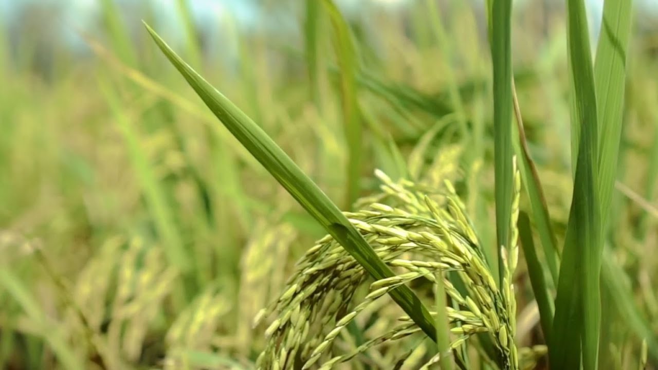 Clean air for crops: Stanford researchers find air pollution reduces yields of key crops