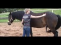 Horse Massage #5.4