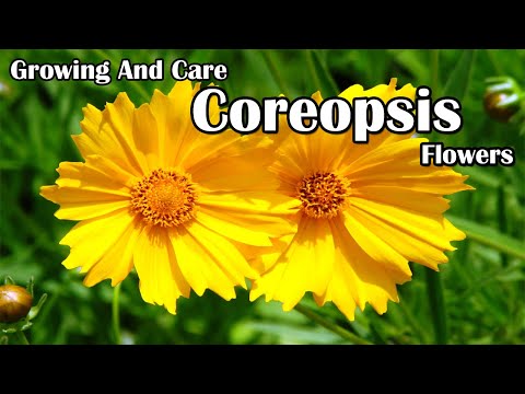 Video: Adakah Coreopsis Memerlukan Deadheading: Cara Membuat Bunga Koreopsis Deadhead