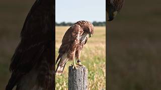 👉 UNBELIEVABLE! INSANE Eagle Hunting Skills😱🦅 SHOCKING Attack  #shorts #shortsfeed