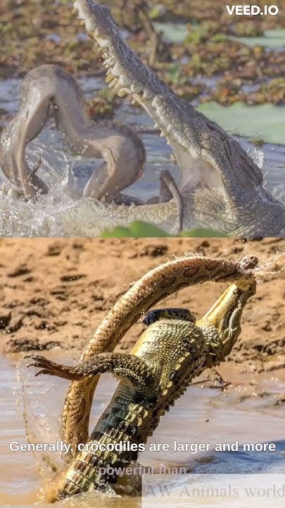 Crocodile VS Snake? #subscribe #wildlife #share - YouTube