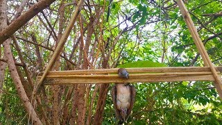 Primitive Birds Trap Homemade The Best Birds Trap Quick Birds Trap