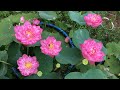 How to grow mini lotus in pots at home from lotus roots for beginners