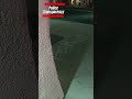 Sonoma Sheriff Deputy Screaming In Shootout