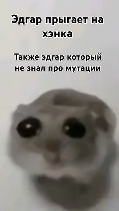 Мышь с большими глазами мем 2025 COD Solo YouTube