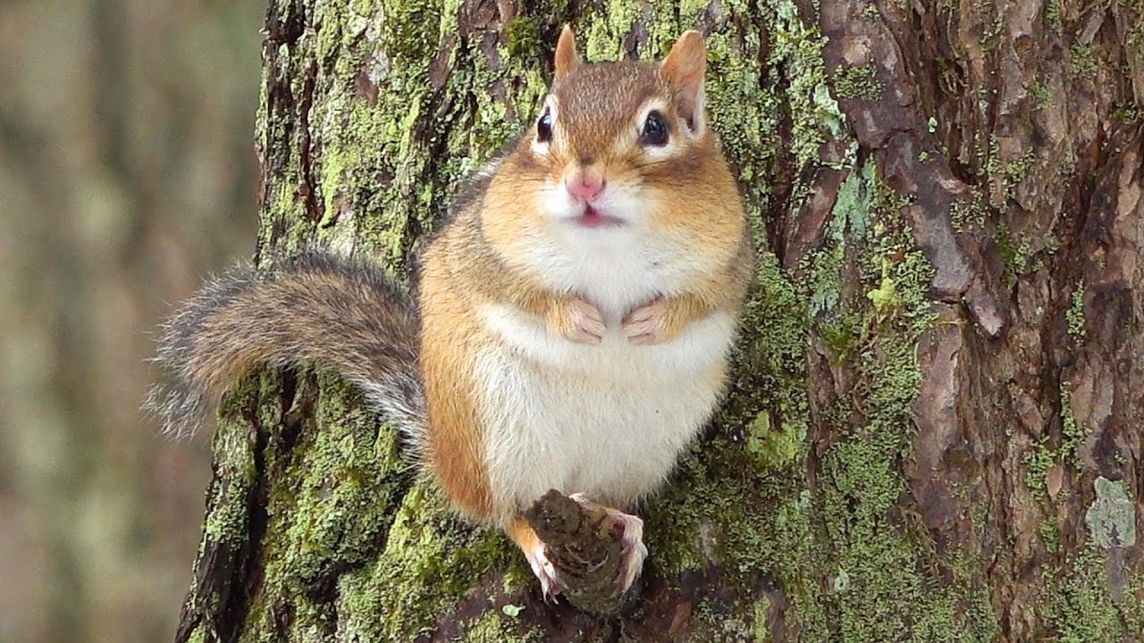 작년에 먹이 준 걸 기억해 내고 총총총 뛰어오는 꼬꼬마 아가씨 다람쥐 Little Lady Chipmunk Remembers Me  Feeding Her Last Year - YouTube