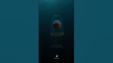 { هَٰذَا خَلۡقُ ٱللَّهِ فَأَرُونِي مَاذَا خَلَقَ ٱلَّذِينَ مِن دُونِهِۦۚ } || بصوت القارئ شريف مصطفى