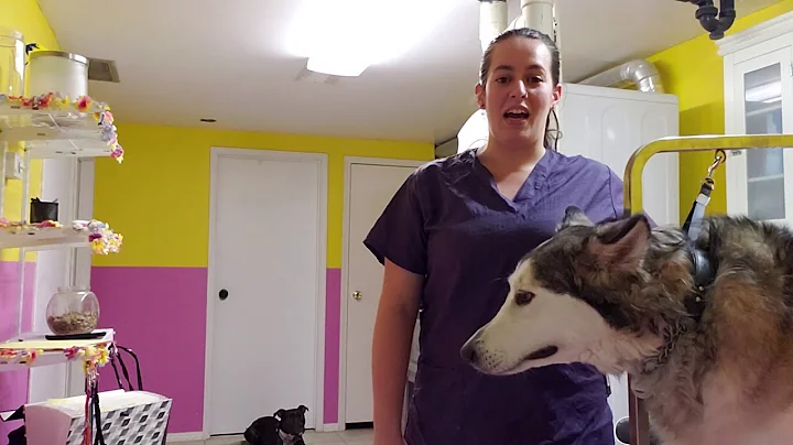 Too Cute Puppy Spa