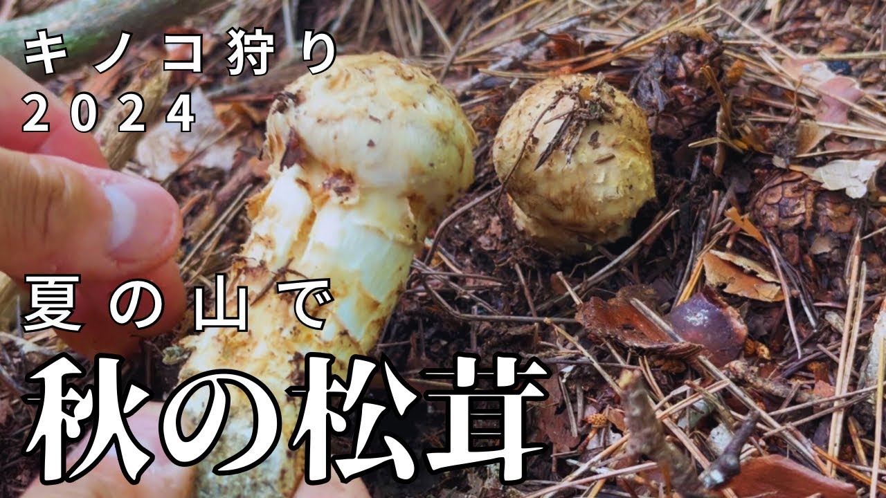 冊子 マツタケ2024年版キノコ採り初心者でも採れる松茸この太さ秋松茸 