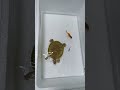 Baby Turtle Playing with Goldfish in a Mini Tank