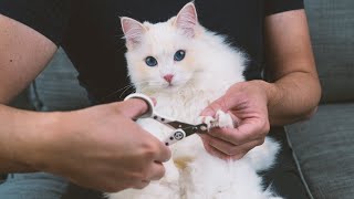 How to Trim a Cat's Nails by Yourself (3 Step Tutorial) | The Cat Butler