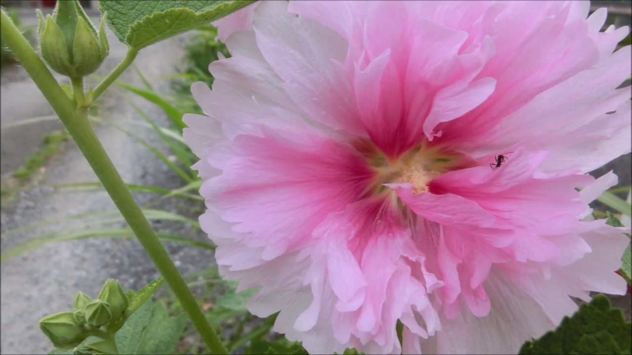 ちちぶ花見の里 Youtube