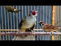 Kompilasi Kapas Tembak Gereja Tarung Cililin Masteran Burung Juara Terbaru Mp3 - Mp4 Download
