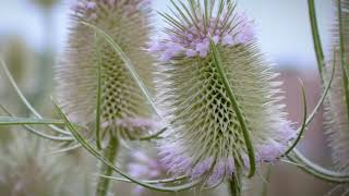 Teasel: Invasive Species Crowds Out Native Plants and Pollinators