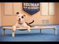 Wink (American Pit Bull Terrier) Puppy Camp Dog Training Video Demonstration Wink (American Pit Bull Terrier) Puppy Camp Dog Training Video Demonstration