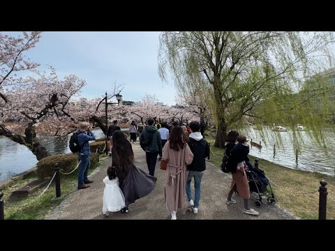 Ueno Park - Cherry Blossom Viewing (March - Tokyo in 12 months)