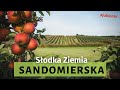 To tu rosną słynne polskie JABŁKA! 🍎🍏 Przepiękne sady Sandomierskie