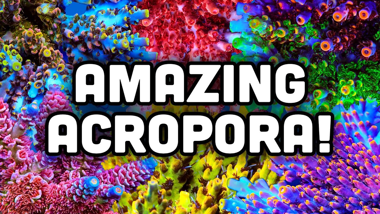 How to Keep Acros 101! | Coral Care Guide - YouTube