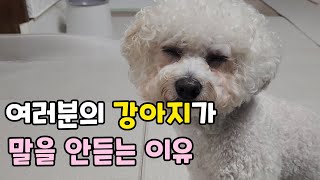 그동안 강아지가 말을 안들은 이유. 이제 이렇게 하면 말을 잘 듣게 됩니다.