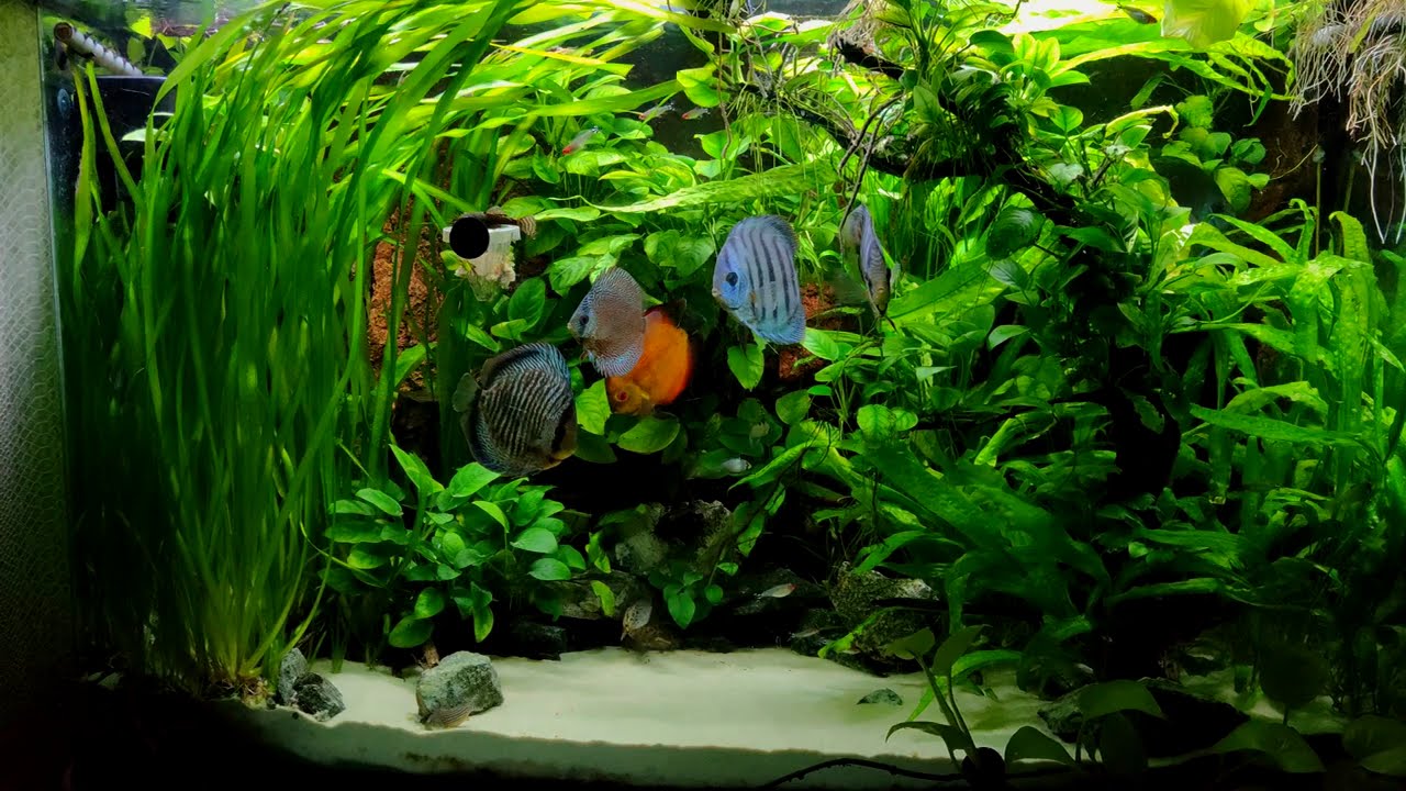 Релаксация в аквариуме: Дискусы и стайные рыбки / Peaceful Aquarium: Discus & Tropical Fish 4K
