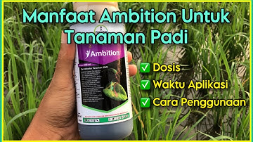 Manfaat dan Dosis Ambition Untuk Tanaman Padi | Pupuk Untuk Memperbanyak Anakan
