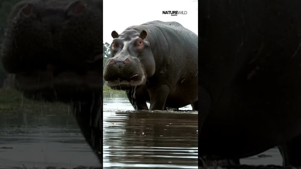 Bull hipopótamo con la boca abierta en postura agresiva 