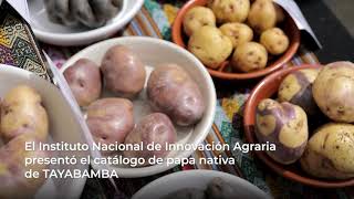 Presentación del &quot;Catálogo de variedades de papa nativa de Tayabamba, La Libertad - Perú&quot;
