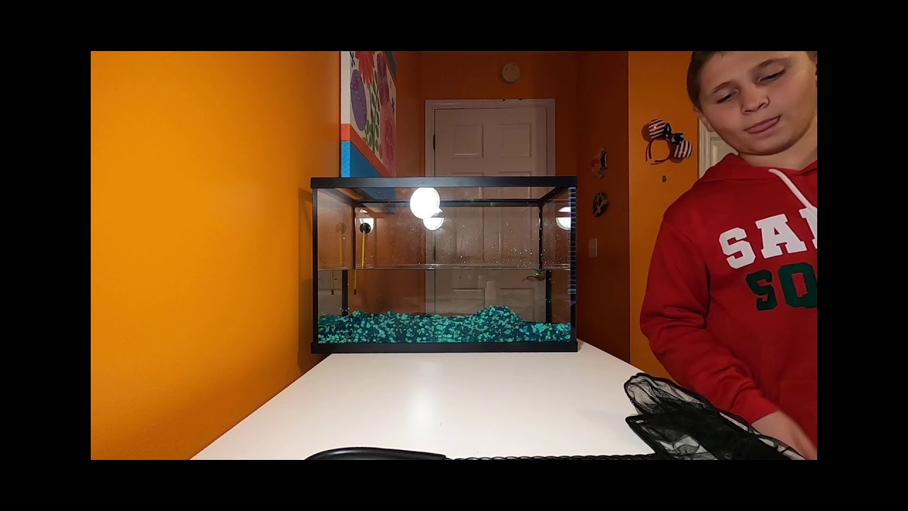 5 Gallon Top Fin Tank Setup