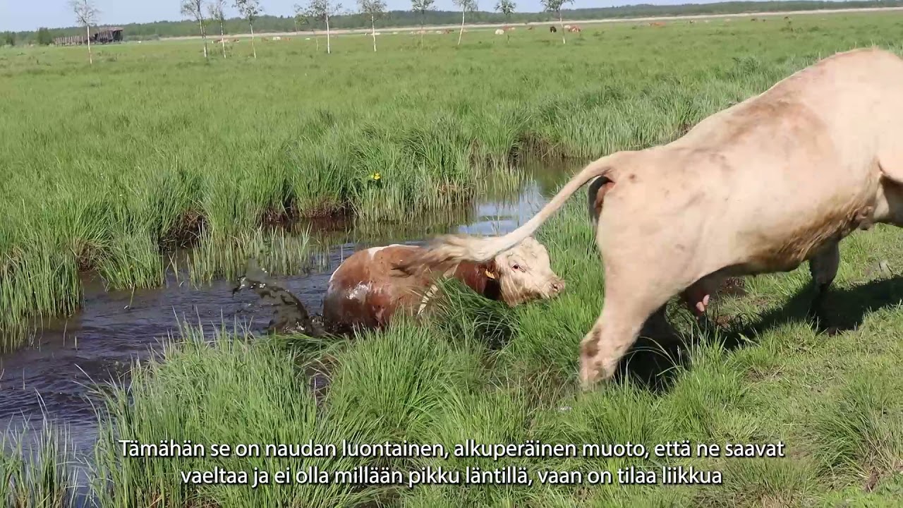 Rantalaitumelle lasku Liminganlahdella 2021