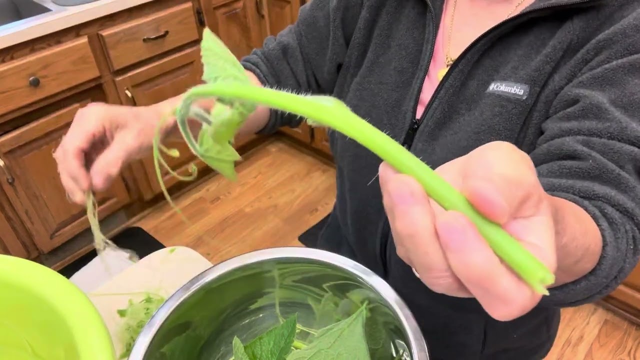 Prepping squash tips/ Txhem zaub ntsis taub / video #79 / 8-26-2025