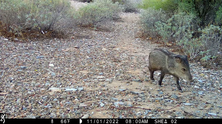 Javelina Family in the Phx Mountain Preserve