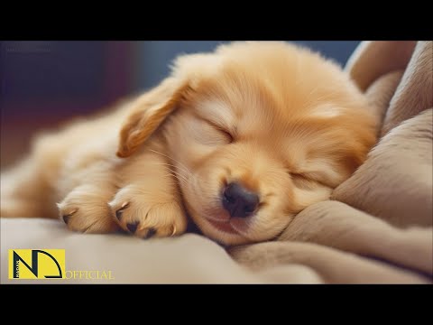 20 HOURS of Dog Calming Music🦮💖Dog Music Relax🐶🎵Anti Separation Anxiety Relief Music⭐ NadanMusic