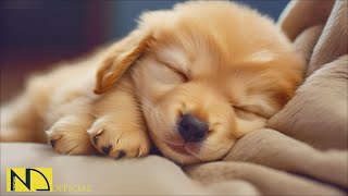 20 HOURS of Dog Calming Music🦮💖Dog Music Relax🐶🎵Anti Separation Anxiety Relief Music⭐ NadanMusic