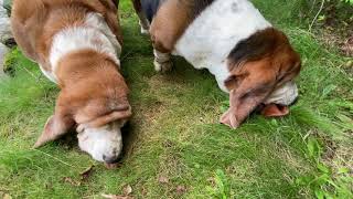 Rare sighting of ‘obedient’ basset hounds