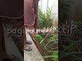 #beberes halaman, cabutin rumputrumah bersih, hati senang dan bahagia
