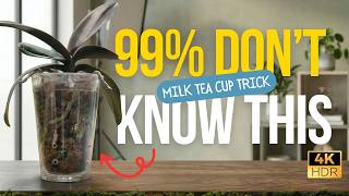 The Secret Orchid Hack: Grow Huge Roots with a Milk Tea Cup