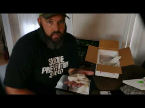 Our New Baby Ball Python unboxing 1