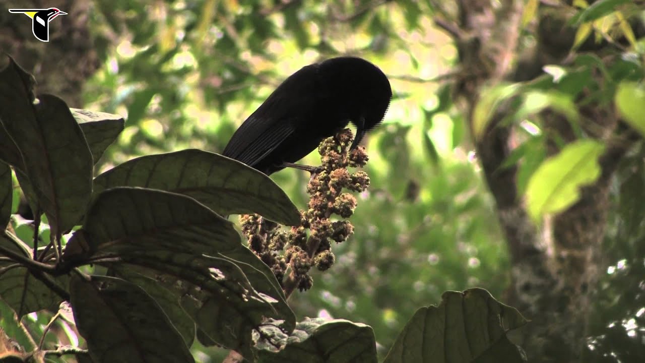 Huon Astrapia 