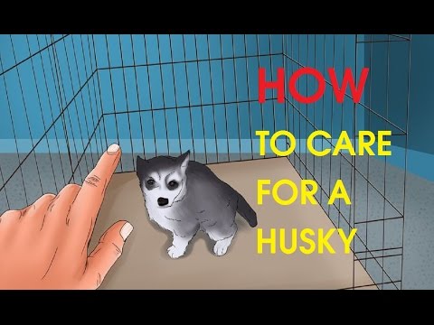Como cuidar de um Husky