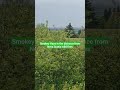 Wild fire hazy view! #wildfire #hazy #novascotiastrong #shorts