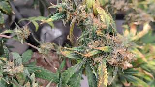 Week 8 Flower : Grateful Vibes