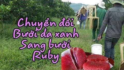 Chuyển Đổi Bưởi Da Xanh Sang Bưởi Ruby/chuyen ghép cải tạo bưởi ruby 0364767665,Thang bom vlog