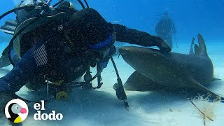 Buzo Se Hace Amigo De Un Tiburón Que Sabe Exactamente Lo Que Quiere Corazones Salvajes El Dodo