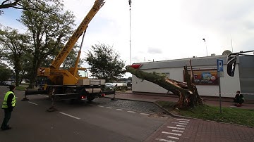 Drzewo runęło na stację paliw