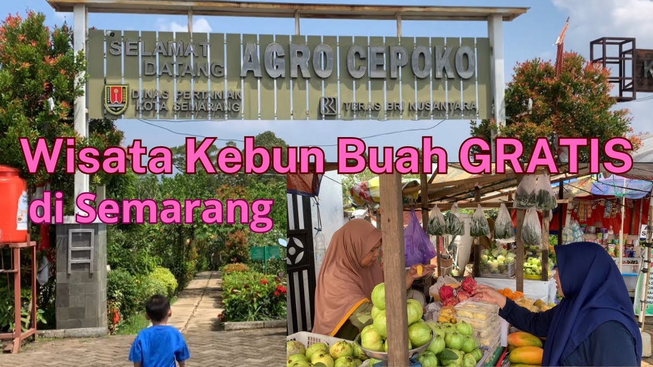 Wisata Kebun Buah di Semarang | Harga buahnya murah-murah