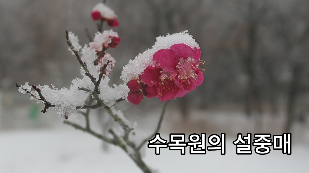 대구수목원의 설중매260224