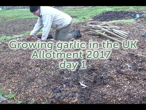 Growing garlic in