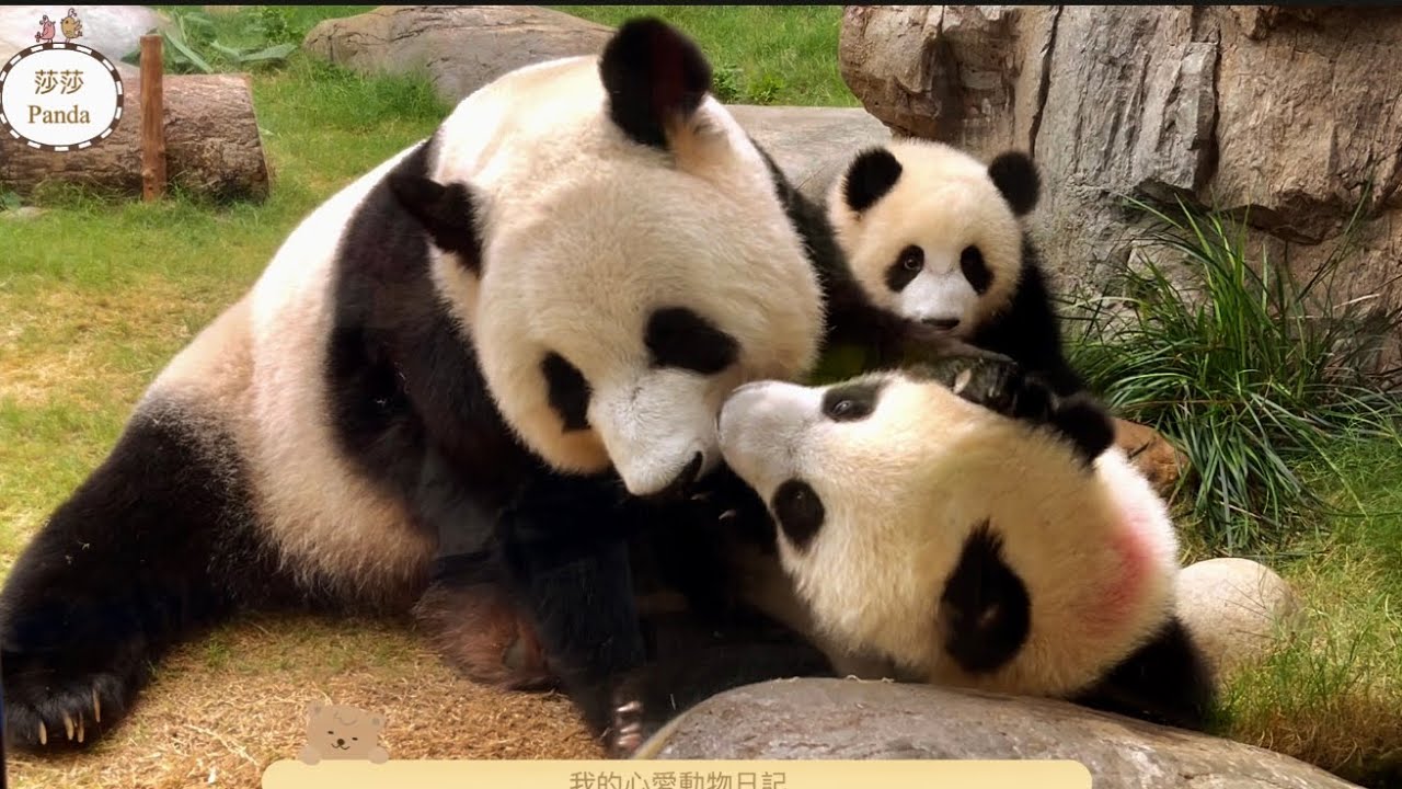 【大熊貓之旅】盈媽掌管全場，發揮母親大人的權威，照顧細佬家姐之餘，還負起訓導兩隻港產國寶的責任，盈媽：「敬佩！敬佩！」